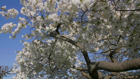 Cherry-blossoms-in-full-bloom-against-a-clear-blue-spring-sky