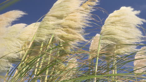 Pampas-grass-fronds-moving-in-strong-wind-on-a-sunny-autumn-afternoon