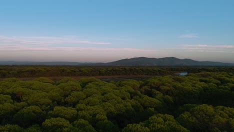 Aerial-drone-footage-of-beach-seaside-coast-and-coastal-Pine-forest-at-sunset