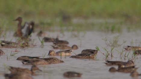 Flock-of-Ducks-Feeding-in-Pond