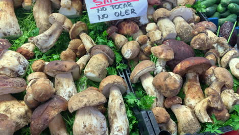 Counter-of-a-market-stall-with-fresh-Boletus-reticulatus-mushrooms