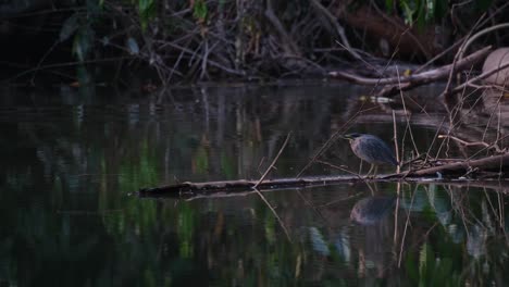 Facing-towards-the-left-waiting-for-its-prey-to-show-up-as-a-meal-for-supper,-Striated-Heron-Butorides-Striata,-Thailand