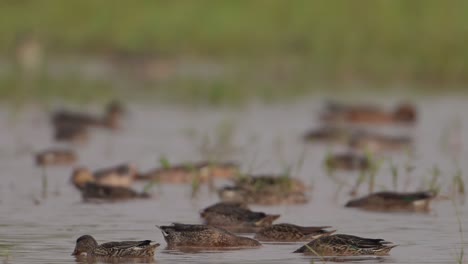 Flock-of-Ducks-Feeding-in-Morning-in-Wetland
