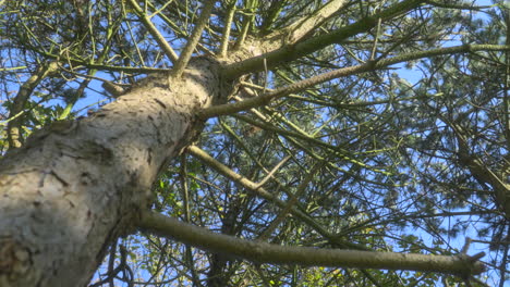Pine-tree-low-angle-view-upwards