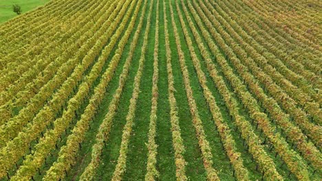 Drone-flying-sideways-over-rows-of-grapevines-in-a-green-vineyard