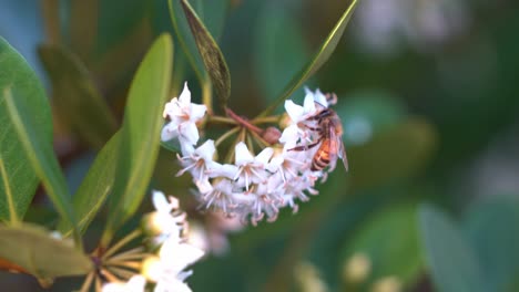 The-beauty-of-flora-and-fauna-during-the-spring-season,-a-buzzing-pollinator-honey-bee,-apis-mellifera-busy-pollinating-the-flowers-of-river-mangrove,-aegiceras-corniculatum,-close-up-shot