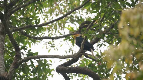 A-male-looking-up-while-opening-its-mouth-several-times-as-it-moves-its-head-as-seen-from-under-the-tree,-Wreathed-Hornbill-Rhyticeros-undulatus,-Male,-Thailand