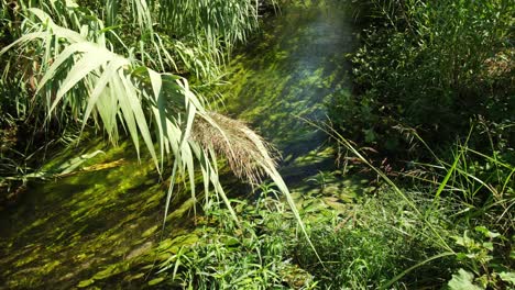 Freshwater-algae-with-wild-plants-and-crystal-clear-stream-in-Antalya-City,-Turkey