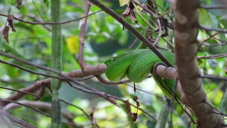 resting-on-branches-breathing-and-looking-towards-the-left-while-leaves-and-branches-move-with-some-wind,-Vogel’s-Pit-Viper-Trimeresurus-vogeli,-Thailand