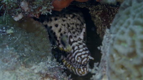 Incredible-Dragon-Moray-eel-poking-it's-head-out-from-a-reef-hole-with-a-scary-looking-smile