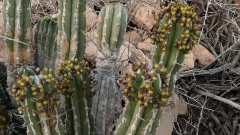 Euphorbia-Echinus-Cactus:-A-desert-plant-thriving-in-Morocco's-southern-mountains,-providing-bees-with-nectar-for-premium,-high-quality-honey-and-high-price