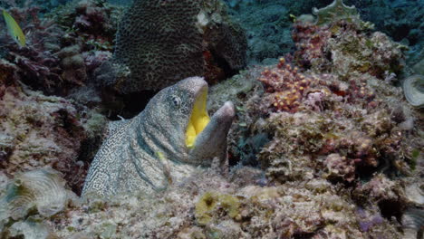 Gigantic-Yellowmouth-moray-protecting-its-territory-by-standing-tall-and-showing-teeth-in-front-of-camera