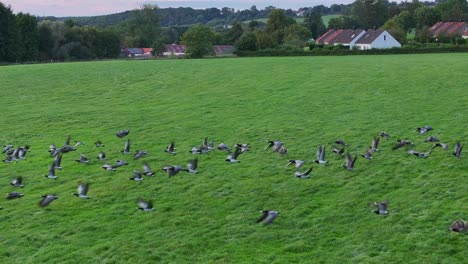 Nature-in-motion-as-flock-of-wild-geese-take-off-from-lush-pastures