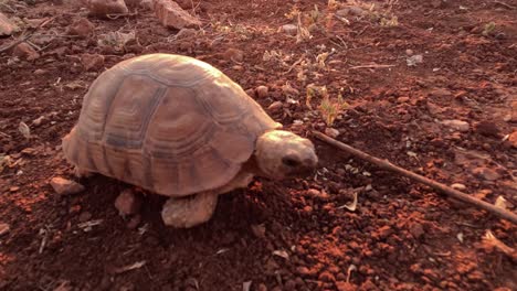 Enchanting-Tortoise-Strolling-in-Nature:-Captivating-Close-Up-of-a-Beautiful-Wild-Tortoise-Enjoying-a-Slow-Life-in-Its-Natural-Habitat
