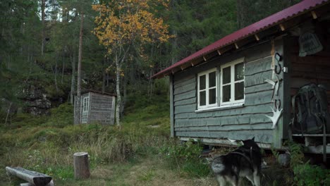Person,-Die-In-Der-Nähe-Eines-Holzhauses-Mit-Einem-Alaskan-Malamute-Hund-Spaziert