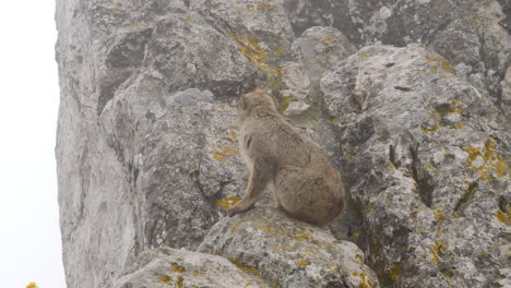 Gibraltar-Monkey-on-Rock,-Barbary-Macaque-Primate-on-a-Misty-Day