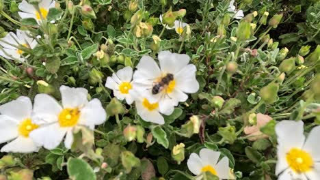 A-diligent-bee-gracefully-gathers-nectar-from-the-delicate-white-petals-of-Salvia-cistus,-revealing-nature's-dance-between-pollinators-and-floral-splendor