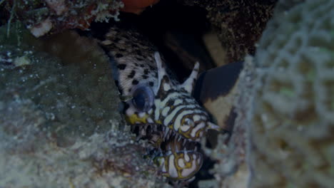 Amazing-Dragon-moray-eel-with-its-sharp-and-pointy-teeth-will-under-refuge-of-a-crevace-in-the-coral-reef