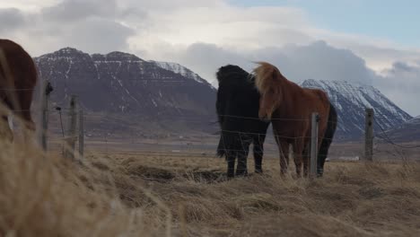 Icelandic-horses-stand-in-paddock,-windy-and-mountain-Iceland-scenery