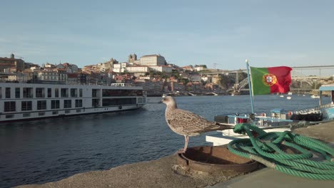 Seagull-watching-a-boat-from-the-dock-on-Douro-river,-Porto---Portugal