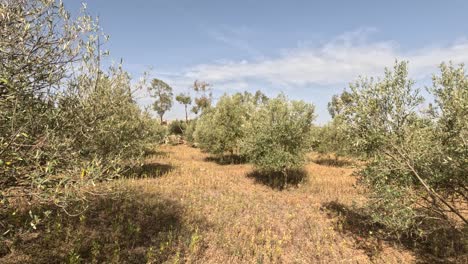Dieses-Bezaubernde-Filmmaterial-Fängt-Den-Lebendigen-Reiz-Eines-Marokkanischen-Olivenbaumgartens-Im-Hochsommer-Ein