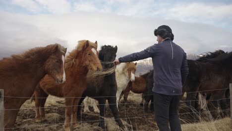 Tourist-feed-colorful-herd-of-Icelandic-horses-during-windy-day,-Iceland