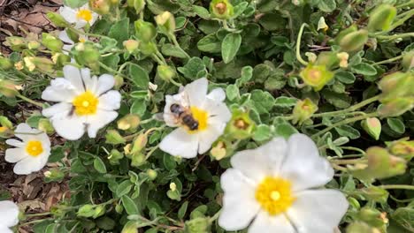 Eine-Fleißige-Biene-Sammelt-Anmutig-Nektar-Aus-Den-Zarten-Weißen-Blütenblättern-Der-Salvia-Zistrose-Und-Enthüllt-So-Den-Tanz-Der-Natur-Zwischen-Bestäubern-Und-Blumenpracht