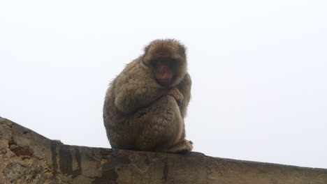 Macaco-De-Gibraltar-Sentado-En-La-Pared,-Fondo-Gris-Cielo-Brumoso