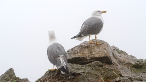 Couple-of-Seagulls-Perched-on-Misty-Rock,-One-Bird-Flying-Away-4K