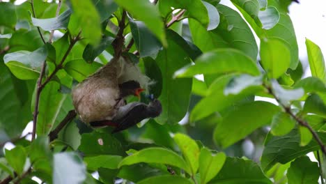 Beak-seen-out-of-its-nest-then-the-parent-bird-arrives-to-feed-it,-Scarlet-backed-Flowerpecker-Dicaeum-cruentatum,-Thailand