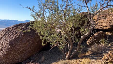 Tree-Growing-on-mountain-surrounded-by-rock-in-the-Mohave-desert