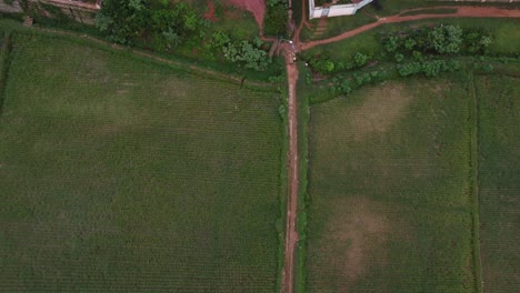 Overhead-shot-of-path-between-farm-land-and-rice-fields-of-Madagascar,-Africa