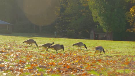 Flock-of-geese-walking-and-feeding-on-green-grass-in-the-sunlight-surrounded-by-fall-leaves