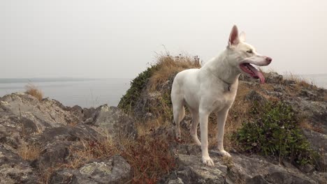 white-german-shepherd-dog-at-ocean.-canine