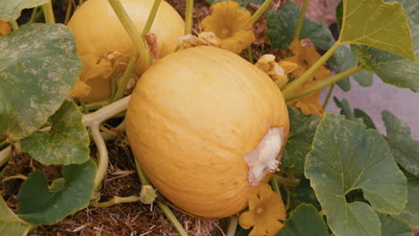 Static-wide-of-pumpkin-on-the-ground-in-a-home-garden
