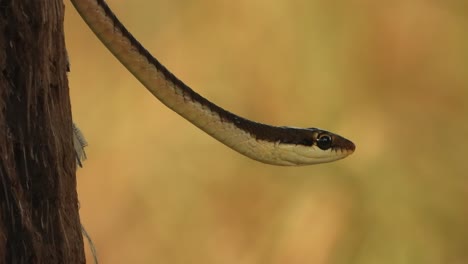 Serpiente-Arbórea-Común-De-Espalda-De-Bronce
