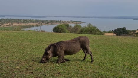 Warthog-grazing-on-the-lawn-of-an-African-Safari-Lodge-overlooking-Lake-Edward-in-Uganda,-Africa
