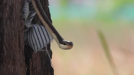 Common-Bronzeback-Tree-Snake-Looking-in-camera-