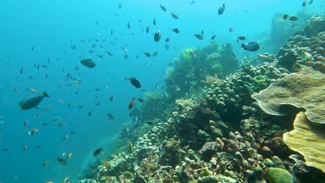 Tauchen-An-Einer-Steilwand-Eines-Gesunden-Korallenriffs-Mit-Großer-Artenvielfalt-An-Tropischen-Fischen,-Darunter-Ein-Riesennasen-Einhorn-Und-Jungfrauen-Im-Korallendreieck-In-Timor-Leste