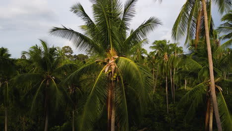 Luftdrohne,-Nahaufnahme-Einer-Palme-Im-Natürlichen-Tropischen-Paradies-Des-Dschungels
