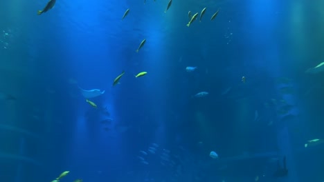 Kaiyukan-Night-Aquarium-In-Osaka-Japan