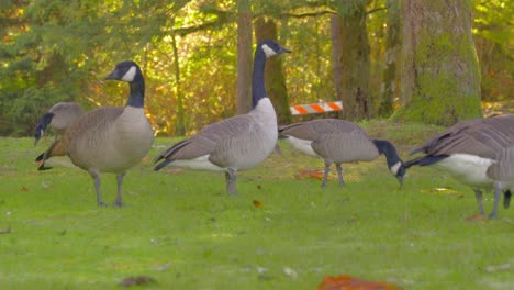Flock-of-geese-walking-and-feeding-on-green-grass-in-the-sunlight-surrounded-by-fall-leaves