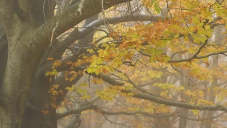 Blick-Auf-Äste-Mit-Herbstblättern,-Die-Sich-Sanft-Bewegen