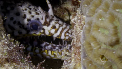 Beautiful-Dragon-moray-eel-with-amazing-human-like-eyes-surrounded-by-soft-coral-reef