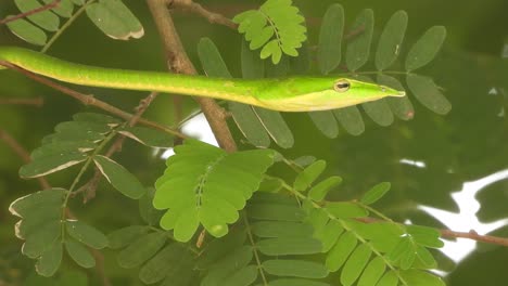 Serpiente-Látigo-De-Nariz-Larga-árbol-Verde