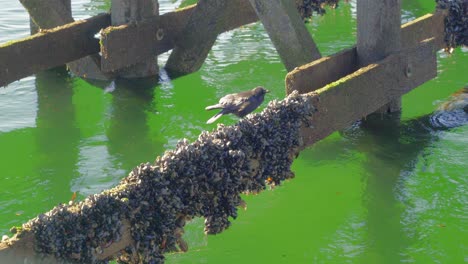 Black-Crow-feeding-on-barnicles-on-a-wooden-dock-over-green-water