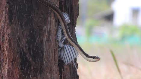 Common-Bronzeback-Tree-Snake