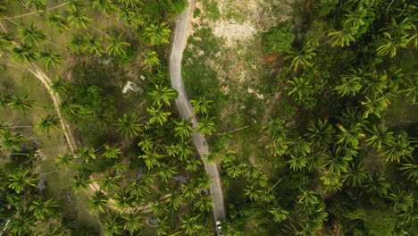 Koh-samui-Thailand-aerial-top-down-of-narrowed-road-crossing-the-green-natural-palm-tree-jungle-in-scenic-travel-itinerary-along-tropical-paradise
