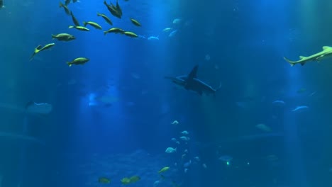 Tiburones-Martillo-En-El-Acuario-Kaiyukan-En-Osaka,-Japón