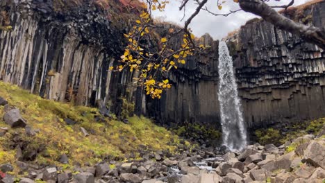 Svartifoss-Malerischer-Wasserfall-Hinter-Einem-Baum-Mit-Gelben-Herbstblättern